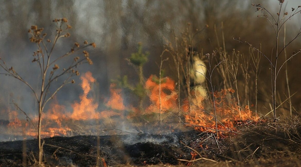 Дані екоінспекції про збитки довкіллю від війни