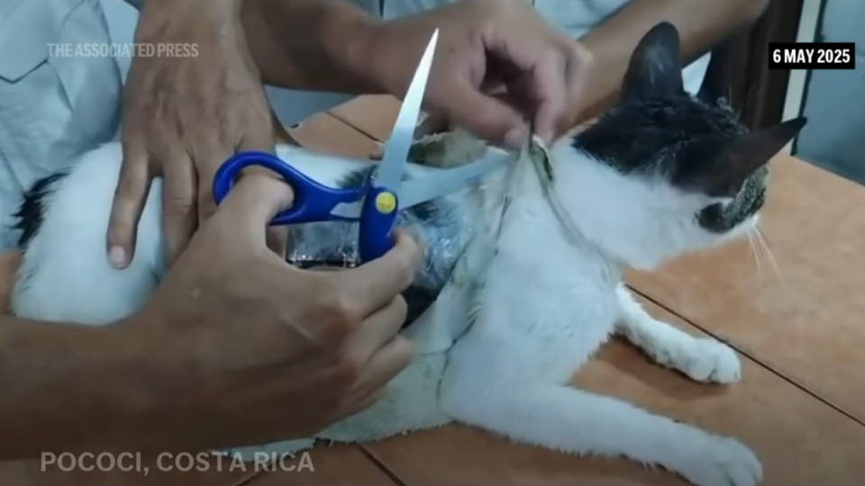 Охоронці в'язниці в Коста-Риці зловили кота, який перевозив понад 230 грамів марихуани та 67 грамів крек-кокаїну